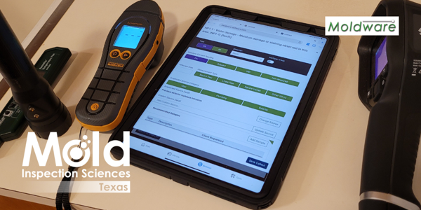 Proper Mold Assessment and Removal Process