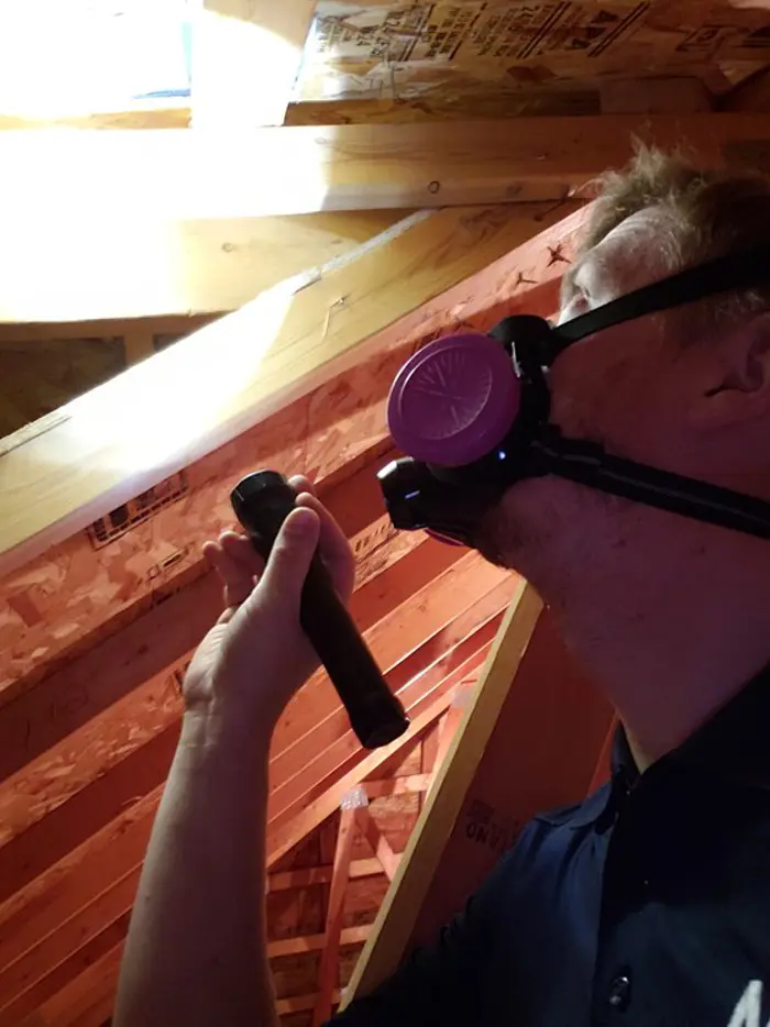 A person wearing a respirator mask is in an attic, shining a flashlight on the wooden beams while carefully sampling for mold. The lighting highlights the sloped roof and insulation materials.