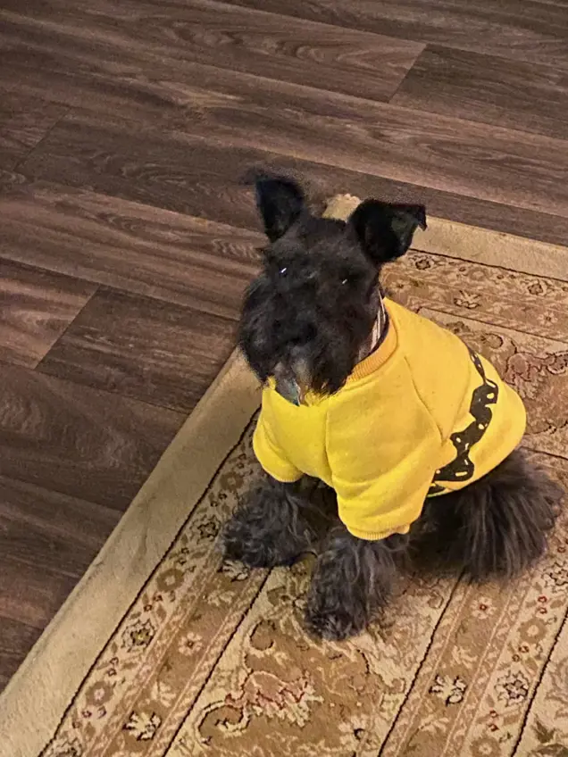 A small black dog wearing a yellow sweater with black patterns sits on a decorative rug on a wooden floor, looking up as if assessing the room.
