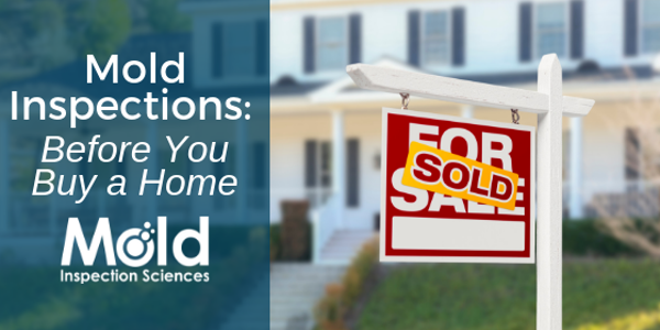 Why Should I Invest in a Mold Inspection for the Home I’m Purchasing