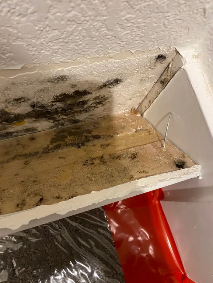 The water-damaged ceiling corner shows visible mold growth, peeling paint, and a partially exposed wire, prompting urgent inspection. A red plastic sheet is placed beneath the affected area to contain the damage.
