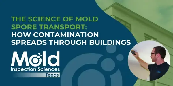 The Science of Mold Spore Transport