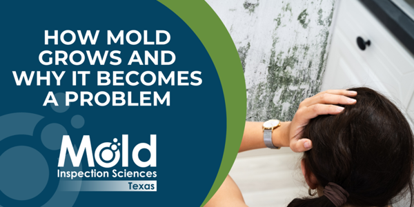 How Mold Grows and Why It Can Become a Problem