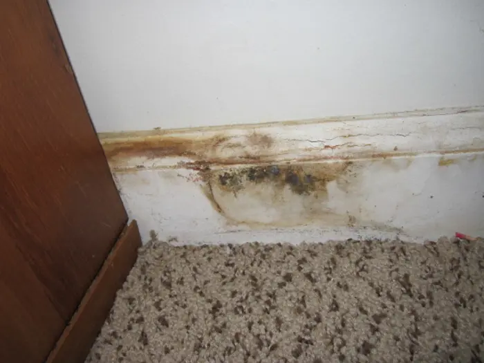 A wall with a stained baseboard and mold growth lies adjacent to the carpeted floor and the edge of wooden furniture. An investigation may be needed to address potential health concerns.