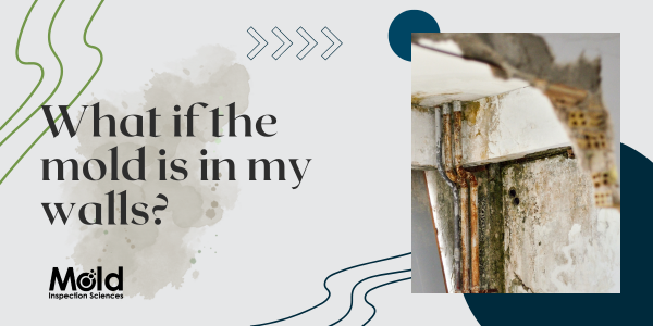 What if the Mold Is In My Walls?