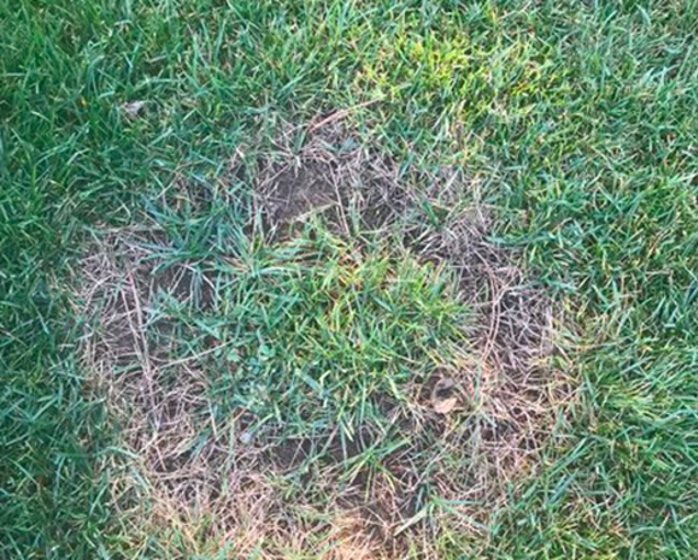 A patch of grass with a circular area appears dry and withered, prompting further investigation. The surrounding greenery remains lush, raising questions about potential mold presence in the affected zone.