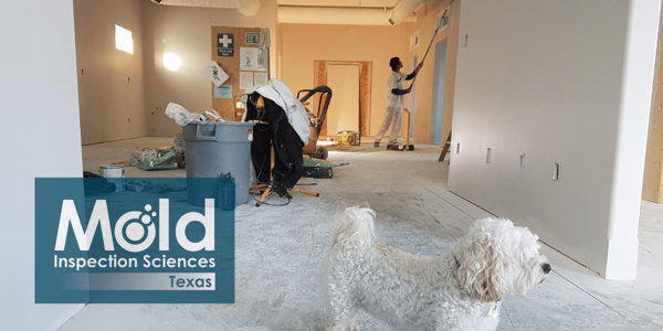 Trusting Your Mold Remediation Contractor