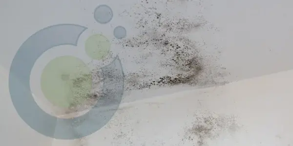 Mold growth on a white ceiling, concentrated in dark patches near a corner, suggests water damage or high humidity and may require professional assessment or mold testing.