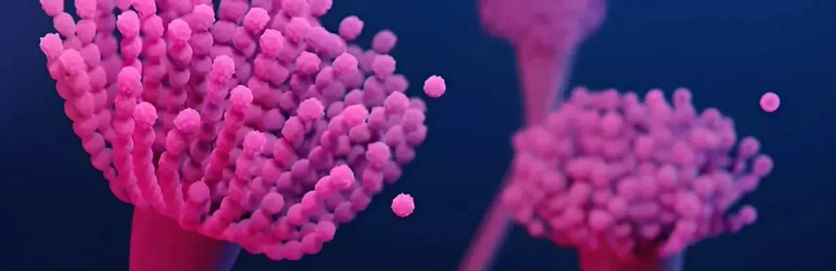 Close-up illustration of pink, round, spore-producing structures of mold on thin stalks against a dark blue background. Some spores appear to be dispersing, highlighting details essential for mold inspection and sampling.