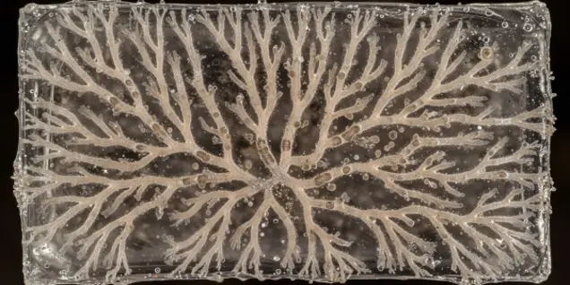 A branching, tree-like structure resembling coral or fungal growth spreads across a clear rectangular surface, suggesting investigation or sampling, with small bubbles scattered throughout.