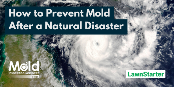 How to Prevent Mold After a Natural Disaster