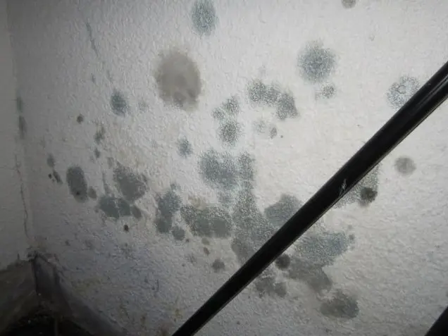 A wall speckled with greenish-black mold spots indicates dampness or water damage, necessitating thorough inspection. A diagonal black pipe crosses this moldy area, further highlighting the need for testing to assess the extent of the issue.
