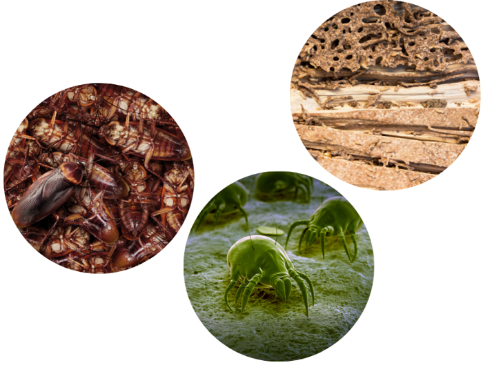 Three circular images depict an inspection scene: top left reveals a group of cockroaches, top right displays damaged wood from termites, and bottom center features several enlarged dust mites on a green surface.