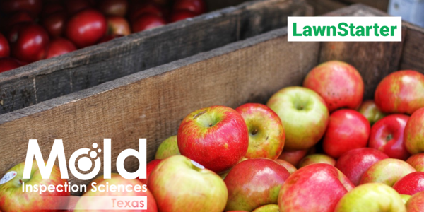 Understanding the Health Impacts of Mycotoxins