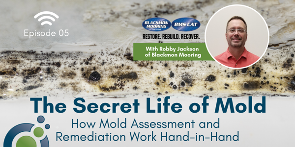 Mold Assessment and Remediation: How They Work Hand in Hand