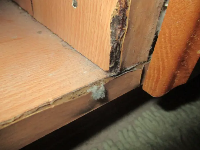 Close-up of a wooden surface showing signs of damage and mold growth, as if under investigation. The edges are chipped and discolored, with visible black and green mold spots in the corner, requiring careful assessment.