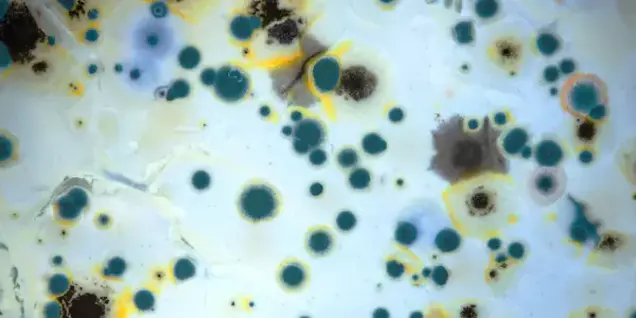 Close-up of mold growth showing clusters of circular spots in blue, yellow, black, and green on a white background—resembling colonies observed during mold inspection or testing under a microscope.