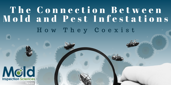 The Connection Between Mold and Pest Infestations: How They Often Coexist