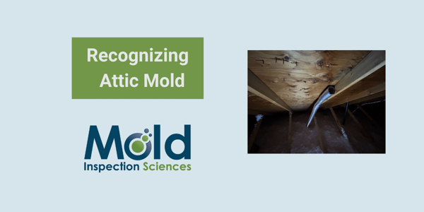 Attic Mold Common Causes and Cures