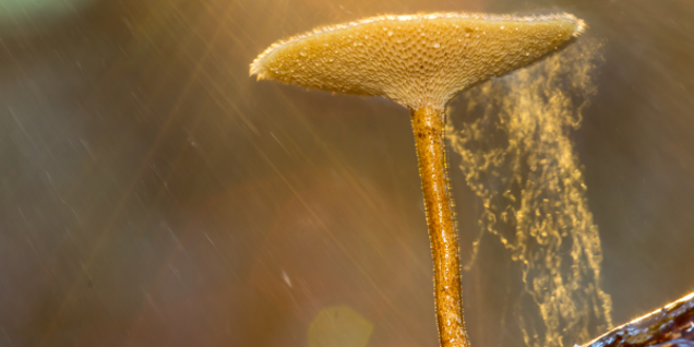 Close-up of a single, beige mushroom growing on a slender stem. The background is softly blurred, emphasizing the delicate details of its texture and the gentle light filtering through, as if nature itself is inviting a closer investigation of its intricate beauty.