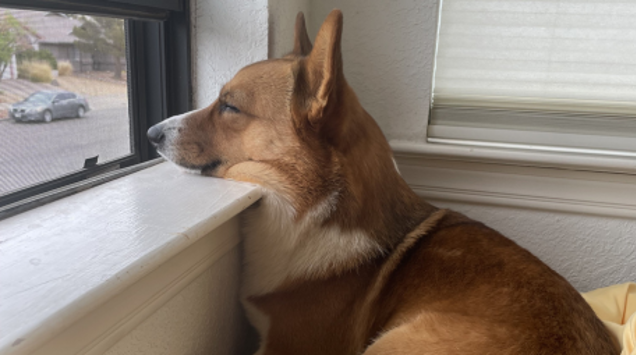 A brown and white corgi is sitting on a windowsill, resting its chin on the ledge and gazing out the window, seemingly lost in deep investigation. Outside, a parked car sits quietly along the tree-lined street.