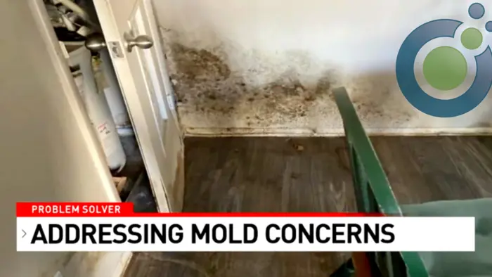 Image showing a corner of a room with mold on the lower part of the wall near a closed door. A green chair is partially visible on the right. Text overlay reads: Problem Solver: Conducting Mold Inspection and Addressing Concerns.