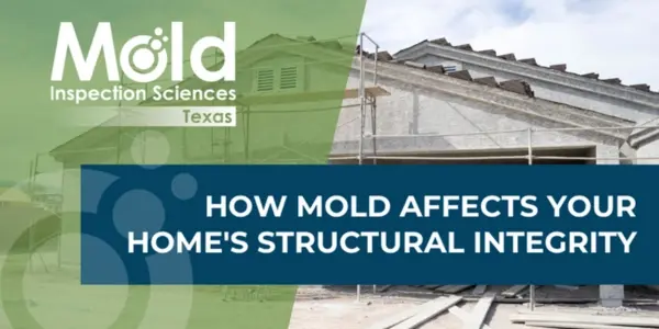 How Mold Affects Your Home's Structural Integrity