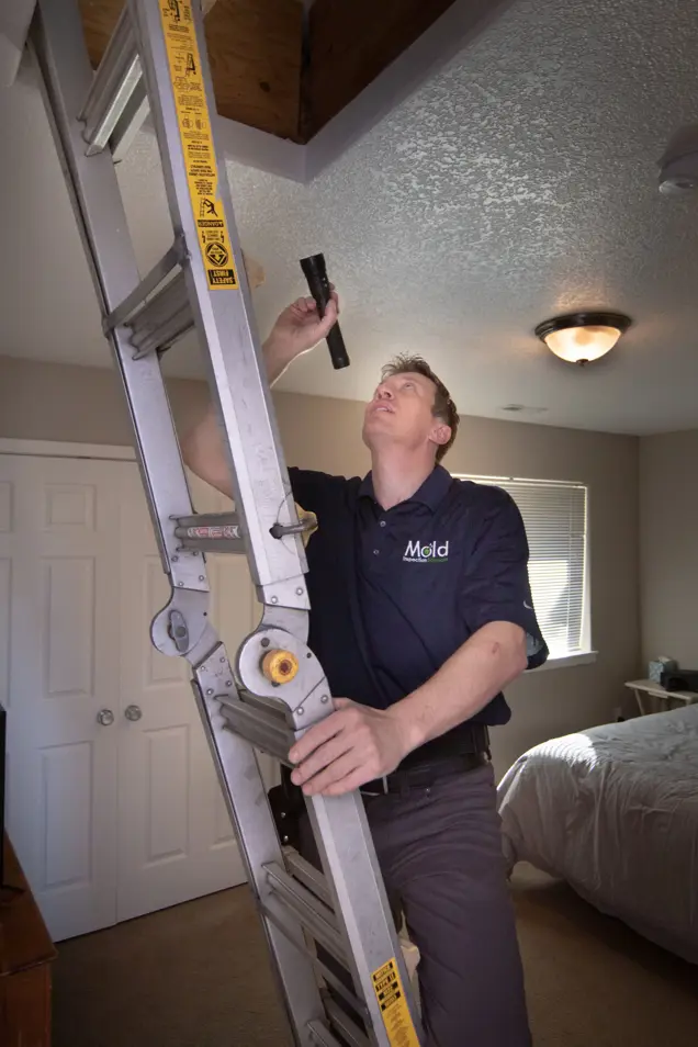 A person in a Mold branded shirt stands on a ladder in the bedroom, conducting an investigation of the ceiling with a flashlight. Mold testing is underway as sunlight streams through the window, casting gentle rays onto the bed and closed door.