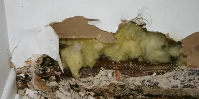 A close-up of a damaged wall with torn drywall, revealing yellow insulation and mold growth inside. The area appears decayed and water-damaged, highlighting the need for mold assessment and inspection.