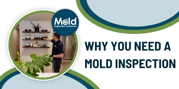 Why You Need a Mold Inspection Part I