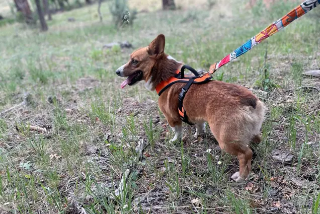 A brown and white corgi on a colorful leash stands on a grassy area in a forest, conducting an inspection of its vibrant surroundings. Wearing an orange harness, the dog looks to the side with its tongue out, amidst green shrubs and towering trees.