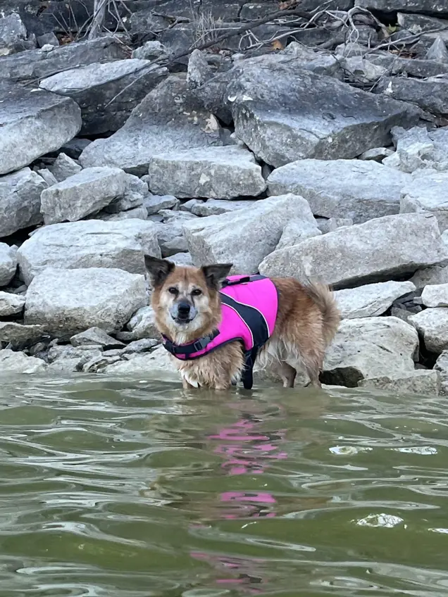 A brown dog wearing a bright pink life jacket stands in shallow water near a rocky shoreline, looking toward the camera as if in careful inspection of its surroundings.