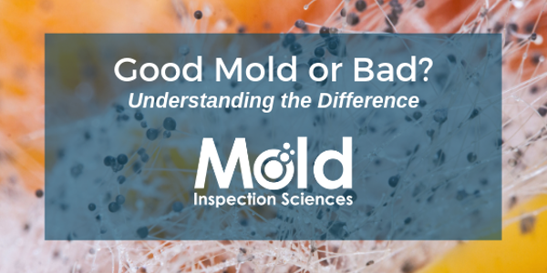 Good Mold vs. Bad Mold